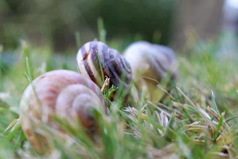 3 snails on green grass Stock Photos