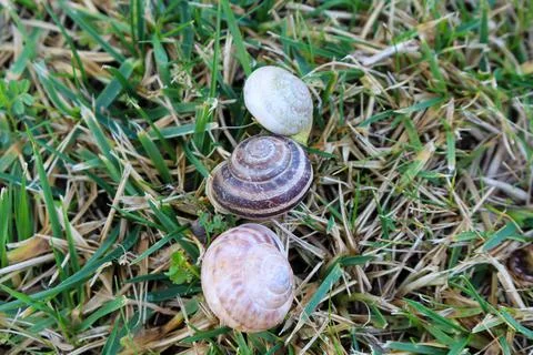 3 snails on green grass Stock Photos