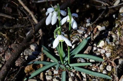 3 Snowdrops Stock Photos