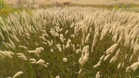 3 Spikelets fluttering in the wind 2 Stock Footage 154504143