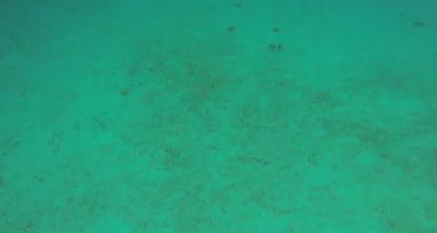 3 star fish Video stock 42798183