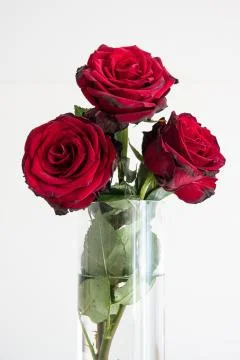 3 Stems of fully bloomed Colombian red roses in a clear glass vase isolated o Fotos de archivo