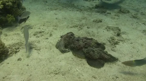 3 stonefish dancing Video stock 65988863