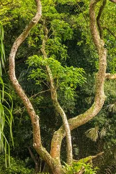 3 strange tree trunks that bend upwards Stock Photos