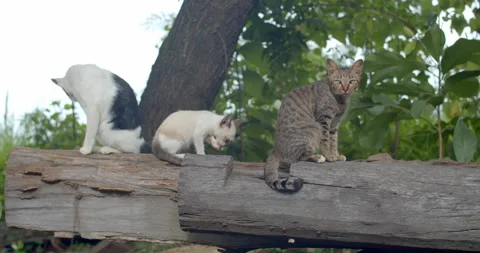 3 stray cats sitting on a tree.All stray cats are cute. Stock Footage 280165369
