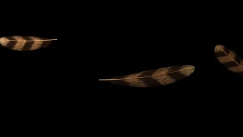 3 striped feathers drifting left rotating bobbing from breeze showing texture on Vídeos de archivo 346156761