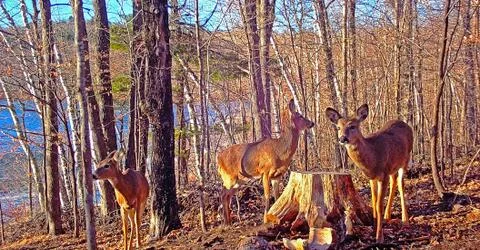 3 Three Deer caught on a game camera in the sunrise sunset woods nature lake Stock Photos