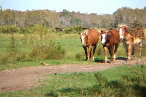  3 Three Horses Galloping Running Towards Camera Horse Stock Footage 141085