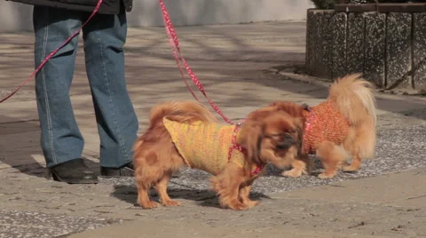 3. Three pekingese with sweater standing on sidewalk. Owner takes dogs on leash. Stock Footage 46470218