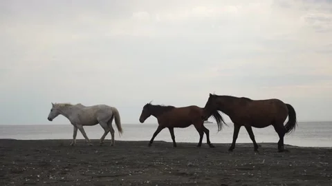 3 three wild horses walking on the beach of Black sea Stock Footage 239770199