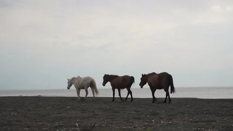 3 three wild horses walking on the beach of Black sea, Ureki, Georgia, Adjara. Stock Footage 239772066