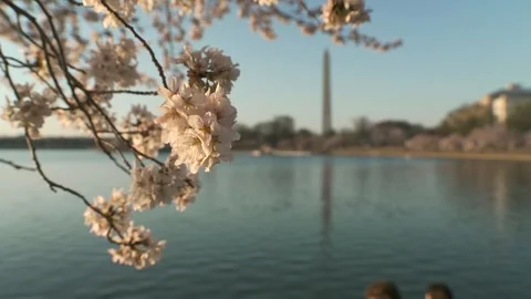 3 TIDAL BASIN DC LINCOLN 3 Stock Footage 273011415