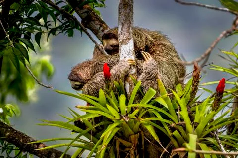 3 toed sloth with baby sitting in a bromeliae with red flowers Stock Photos