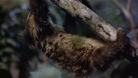 3 toed sloth climbing tree Stock Footage 163169933