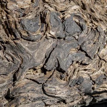 3 Tree Burl Foto stock