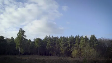 3 trees with forest background Stock Footage 83036215