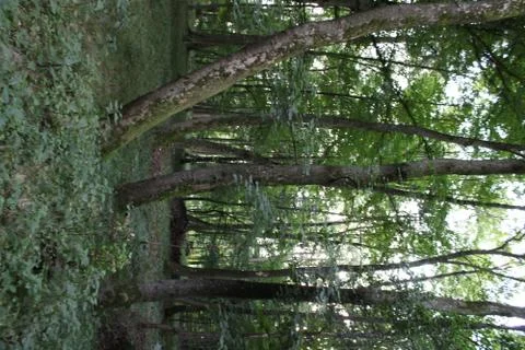 3 Trees Stock Photos