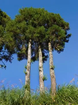 3 trunks trees with one 1 head under the bright blue sky Stock Photos