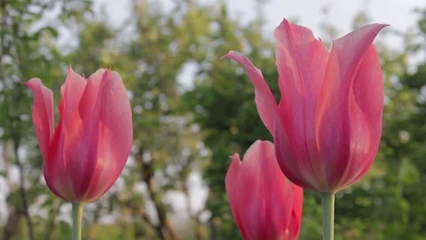 3 Tulips in the Garden. Stock Footage 76439024