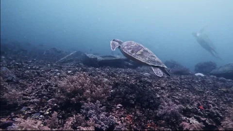 3 Turtles Video stock 300854857