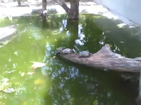 3 turtles relax on a tree trunk in the lake in the park Video stock 163679517