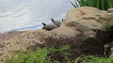 3 turtles sunbathing 動画素材 37683308