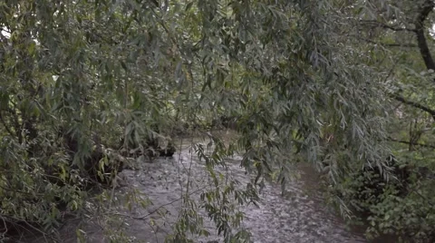 3 Views of a small River, Water and trees - Wipper 動画素材 43101733
