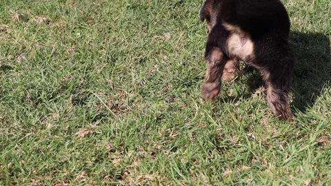 3 Week Old Puppy Walking Stock Footage 156890758