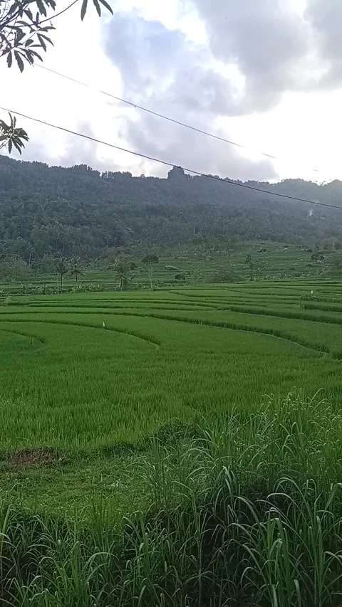 3-week-old rice plant Video stock 229970848