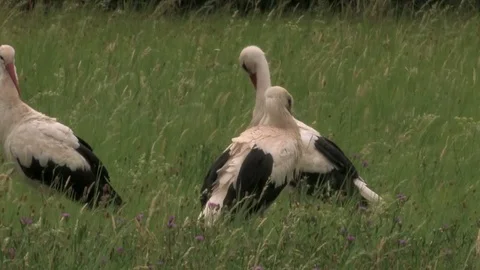 3 white storks (Ciconia ciconia) while grooming on a moist meadow - wildlife Stock Footage 82533009