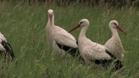3 white storks while grooming on a moist meadow - wildlife Stock Footage 82380788
