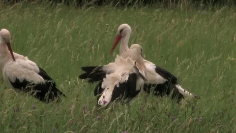 3 white storks while grooming on a moist meadow - wildlife Stock Footage 82380791