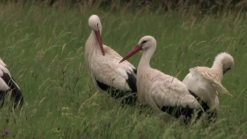 3 white storks while grooming on a moist meadow - wildlife Stock Footage 82380793