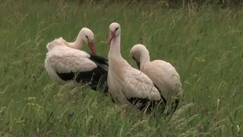 3 white storks while grooming on a moist meadow - wildlife Stock Footage 82380794