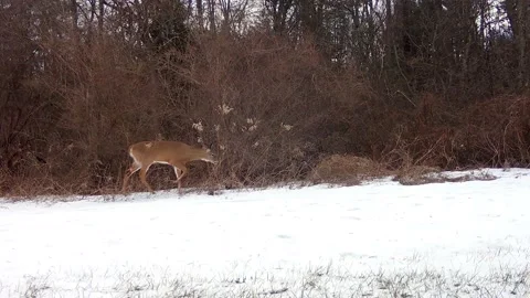 3 white-tailed deer walking into and past wetlands in snow Stock Footage 171648337