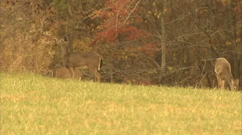 3 WHITETAIL DOES Stock Footage 50763446