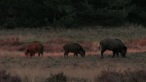 3 wild boars (sus scrofa) in the moorlands, early evening - wildlife - HD Stock Footage 82401952