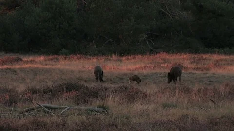 3 wild boars (sus scrofa) in the moorlands, early evening - wildlife - HD Stock Footage 82401953