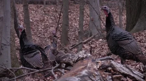 3 wild turkeys closeup Stock Footage 58269919