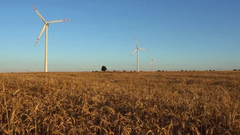 3 windmills in a wheat filed Stock Footage 92052830