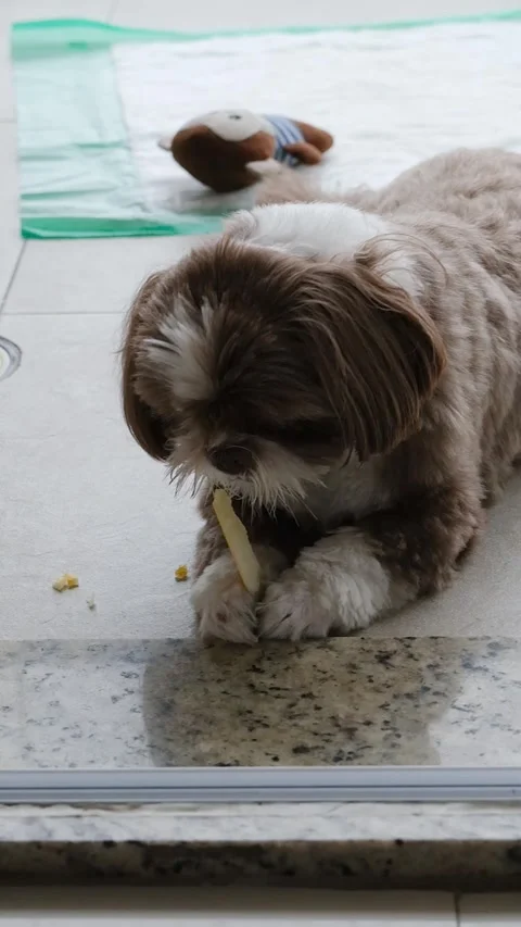 3 year old shih tzu dog chewing and spitting out melon rind slow motion b. Stock Footage 300632724