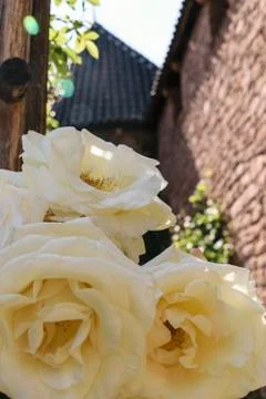 3 yellow roses Stock Photos