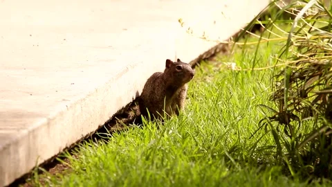 3 Young babies Rock squirrels in their den Stock-Footage 131661615
