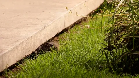 3 Young babies Rock squirrels in their den Stock-Footage 131661669