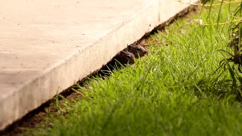 3 Young babies Rock squirrels in their den Stock-Footage 131661678