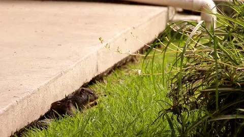 3 Young babies Rock squirrels in their den Stock-Footage 131661708