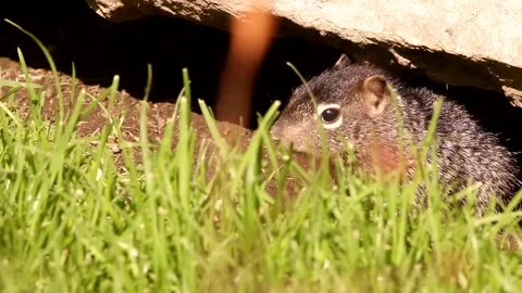 3 Young babies Rock squirrels in their den Stock-Footage 131661859