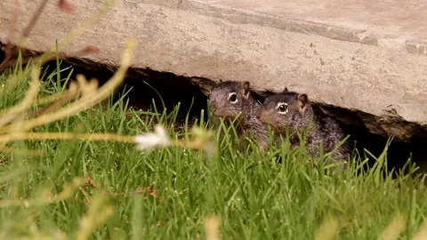 3 Young babies Rock squirrels in their den Stock-Footage 131661860