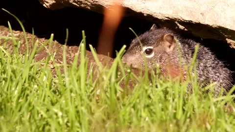 3 Young babies Rock squirrels in their den Stock-Footage 131661899