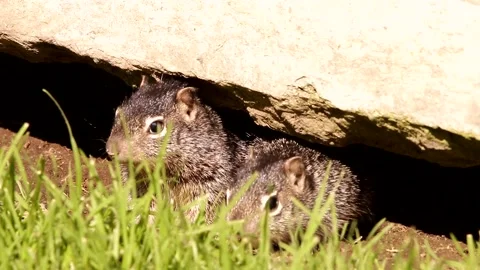 3 Young babies Rock squirrels in their den Stock-Footage 131661960